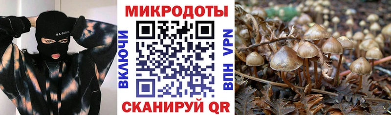 Галлюциногенные грибы Psilocybine cubensis  Ухта 